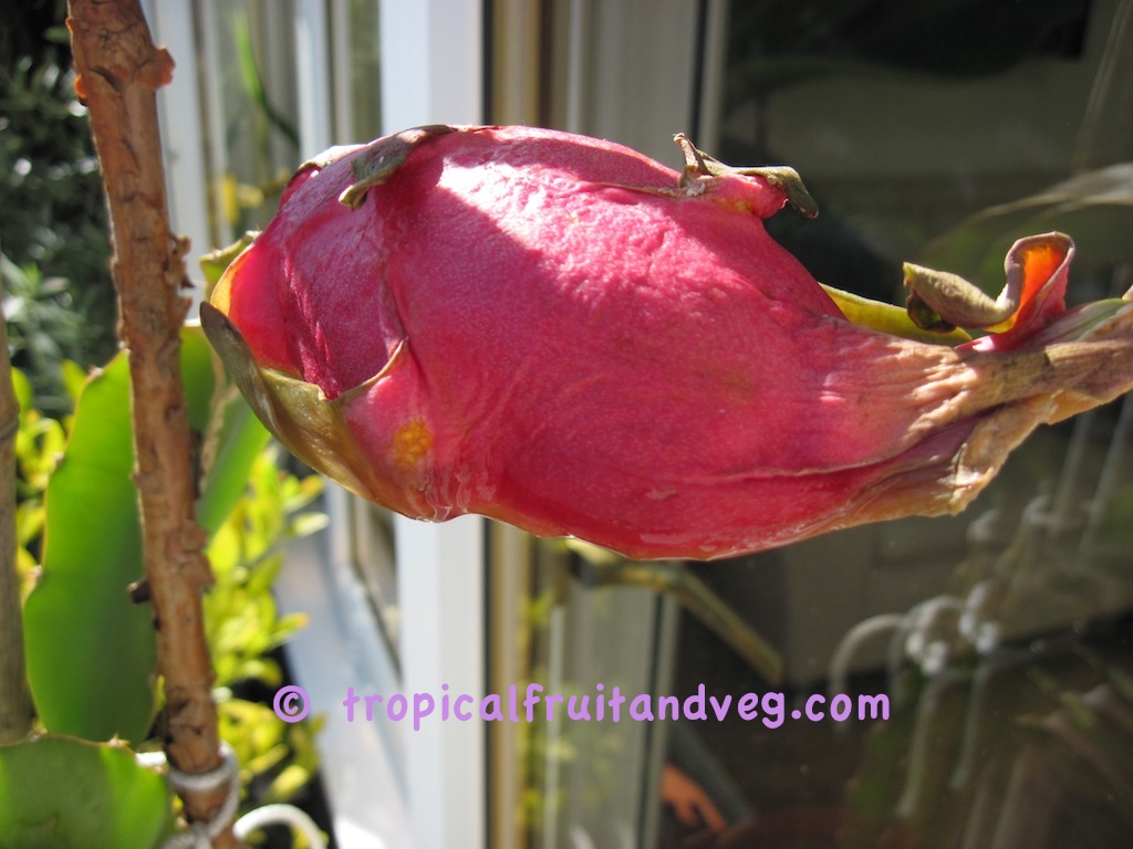 Dragon Fruit image