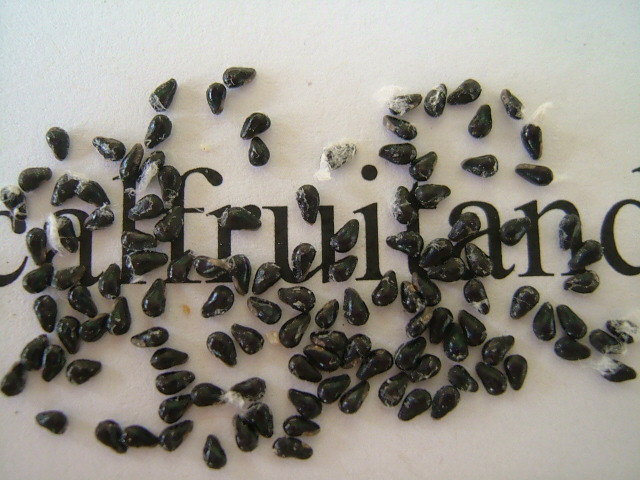 images/drfruitseed.jpg