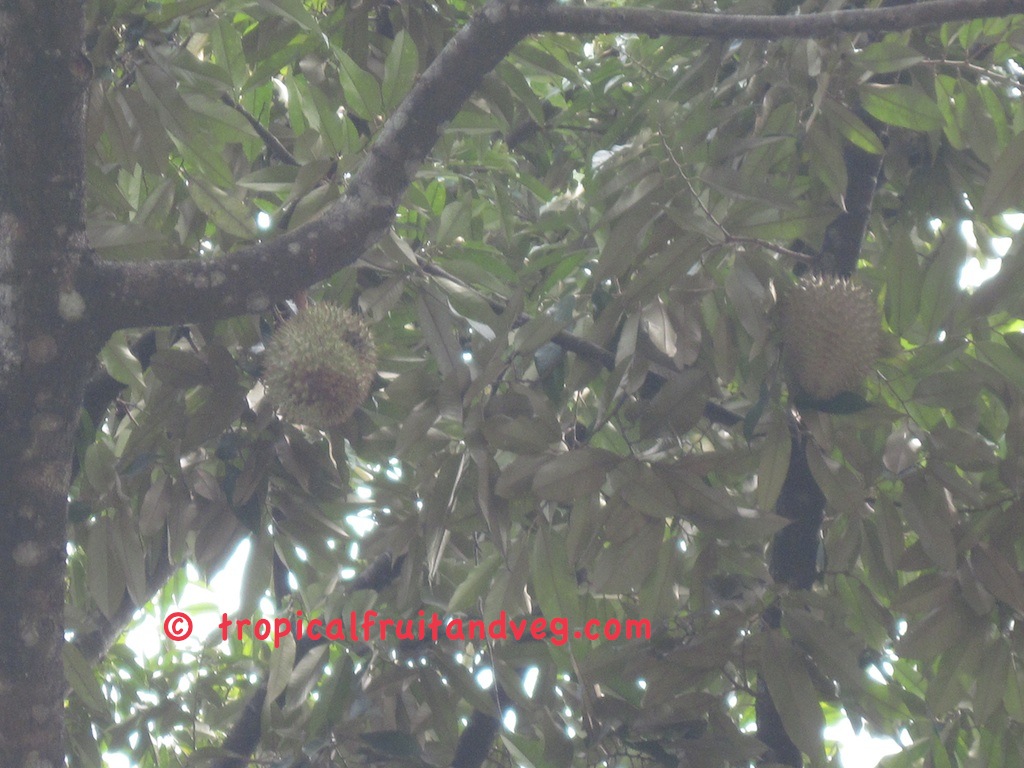 images/duriantree.jpg