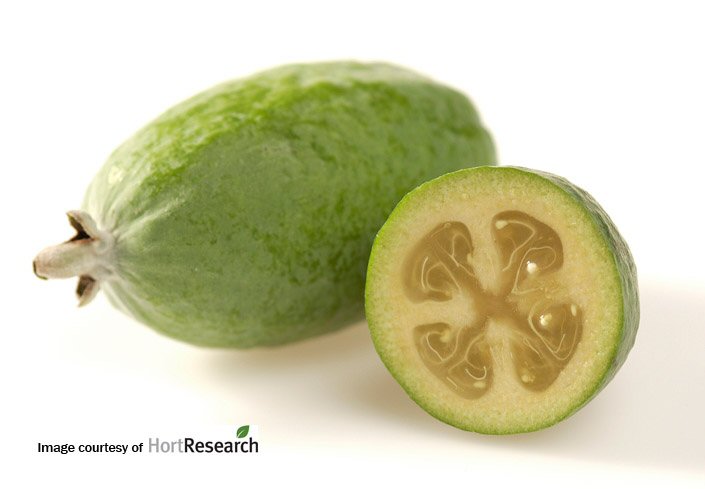 images/feijoa.jpg