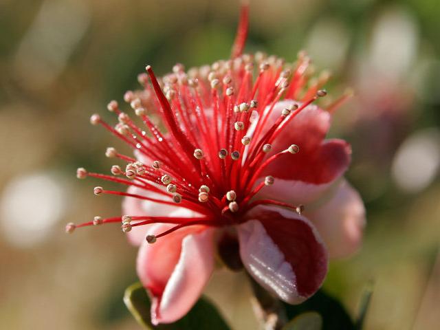 images/feijoaflr.jpg