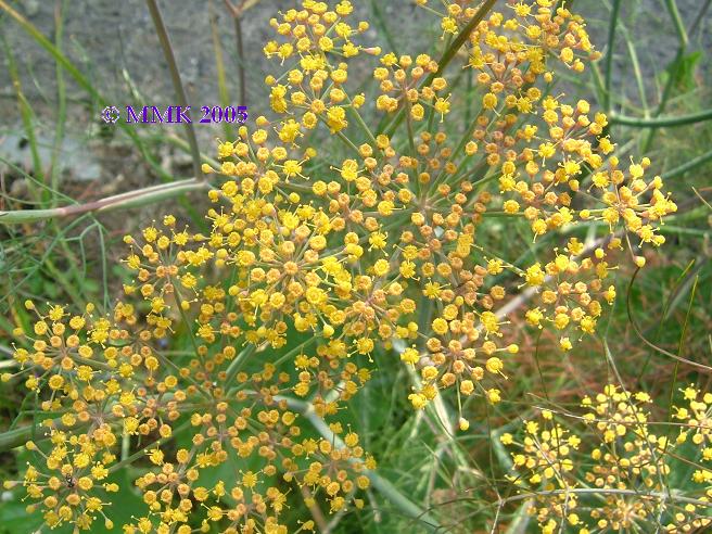 Fennel image