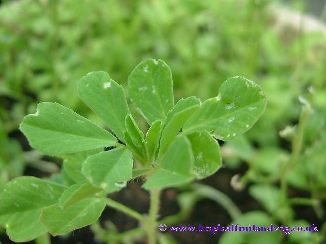 Fenugreek image