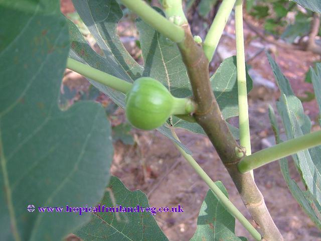 images/fig.jpg