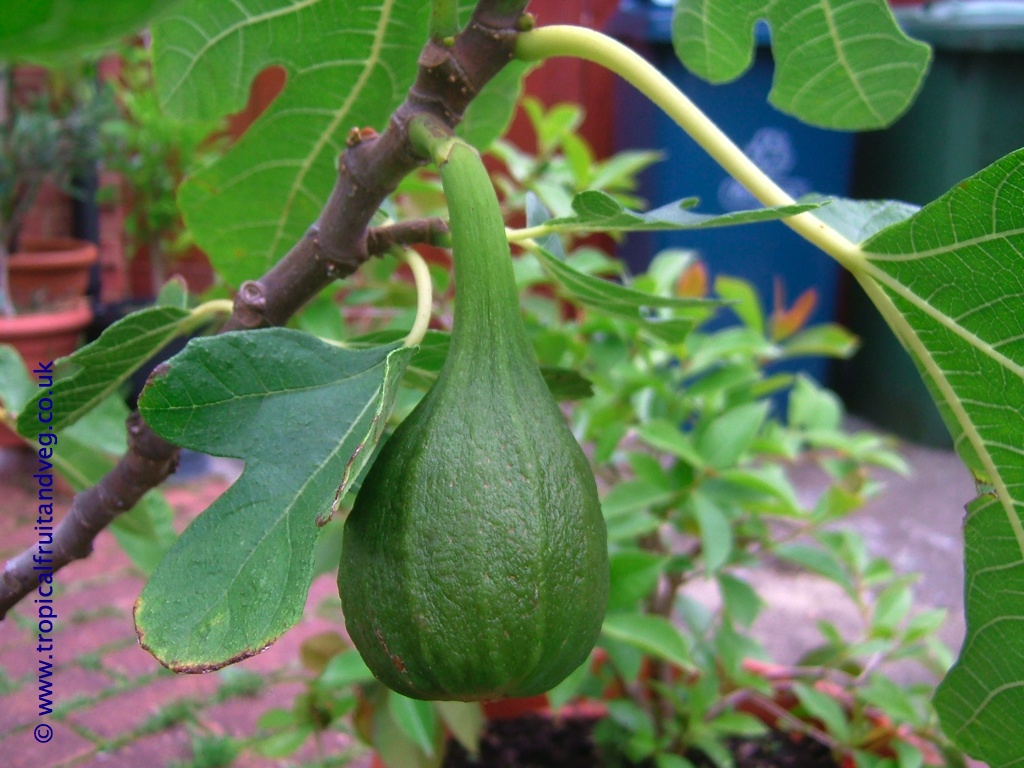 images/figplant1.jpg