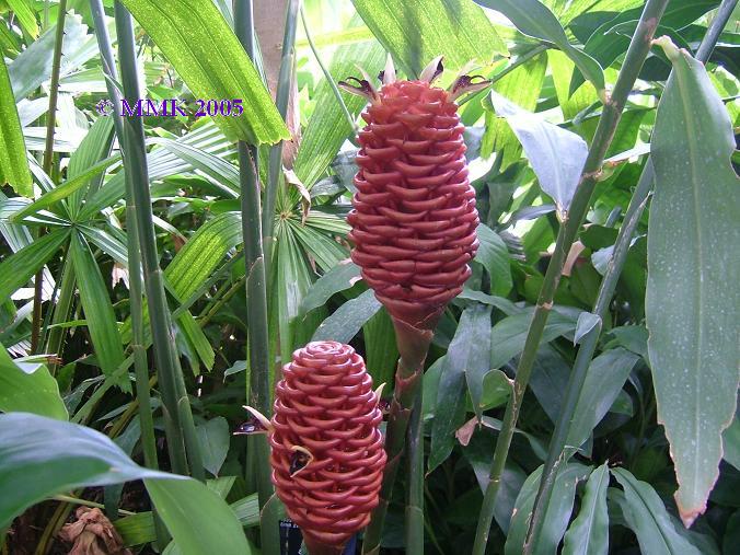 images/ginger.jpg