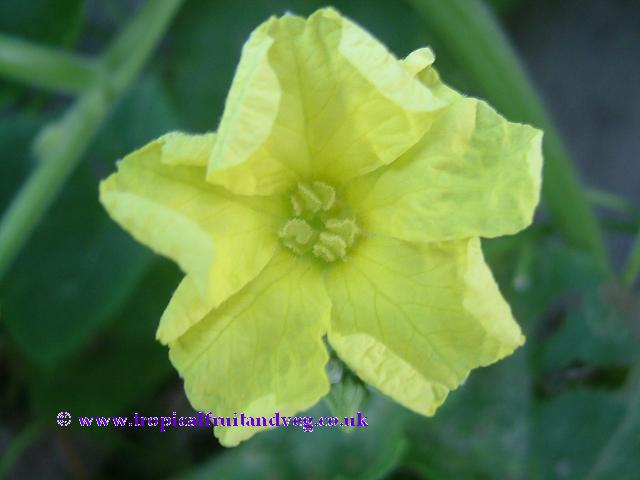 images/gisuriflr.jpg