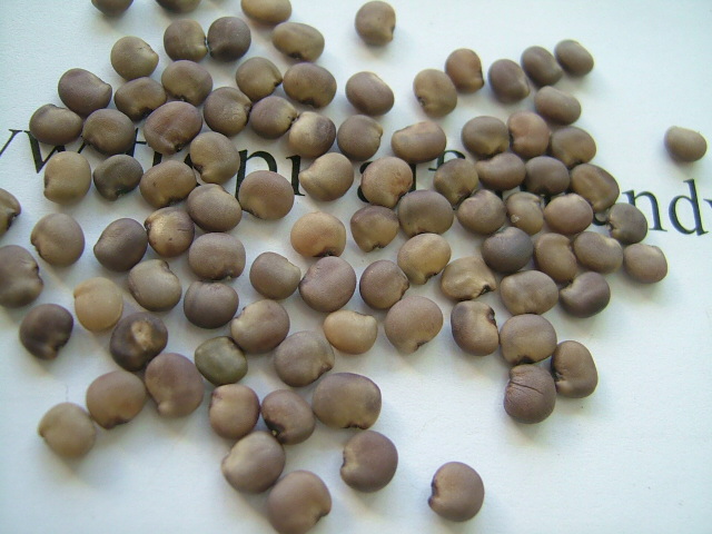 images/guarseed.jpg