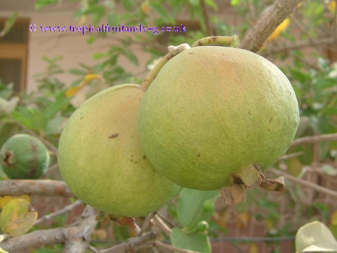 images/guava.jpg
