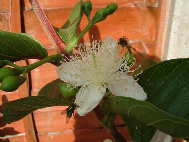 images/guavaflower2.jpg