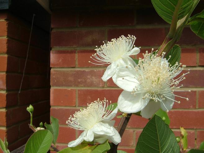 images/guavaflower3.jpg