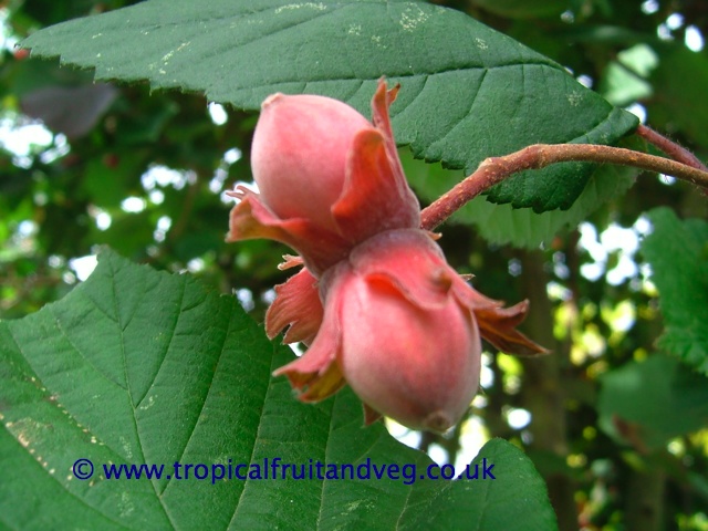 images/hazelnut.jpg