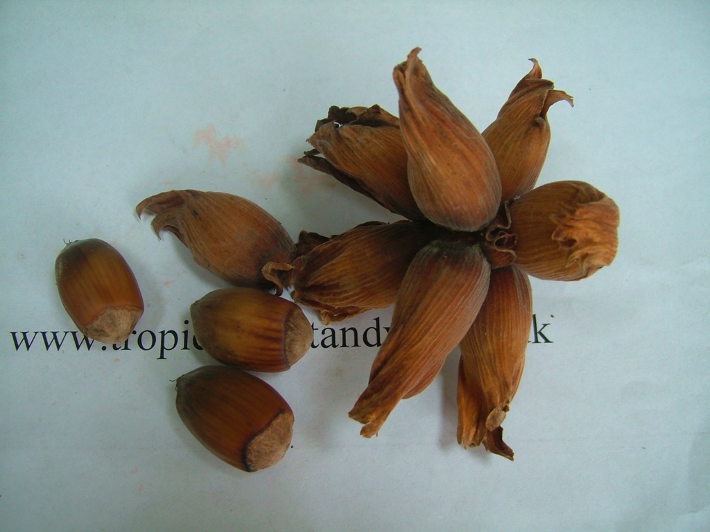 images/hazelnut2.jpg