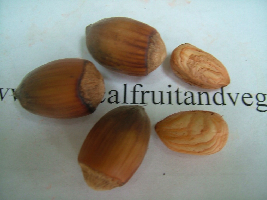 images/hazelnutseed.jpg