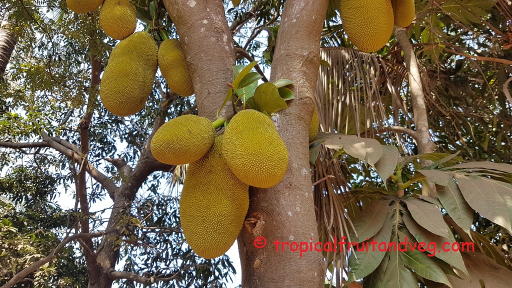 images/jackfruit2.jpg