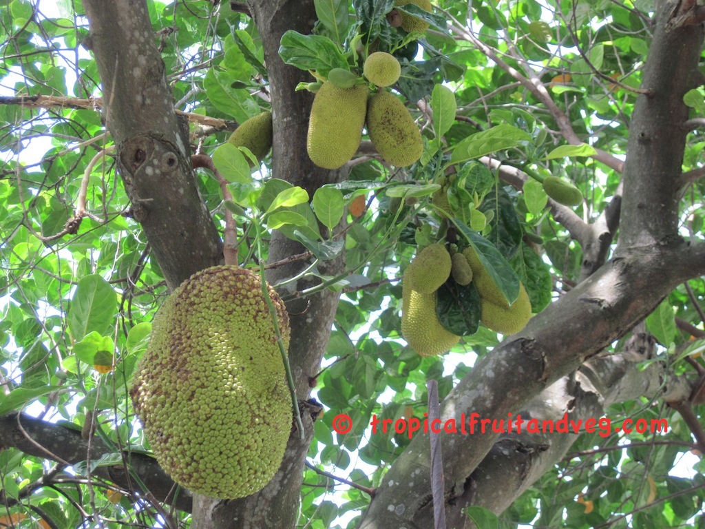 images/jackfruitsl.jpg