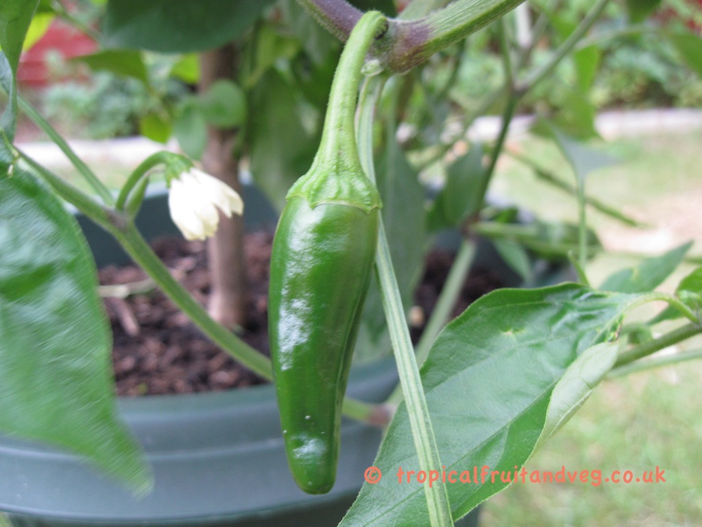 images/jalapeno.jpg