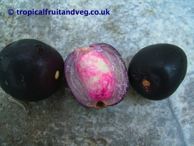 images/jambu2.jpg
