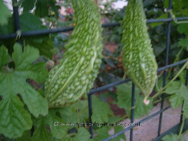 images/karela3.jpg