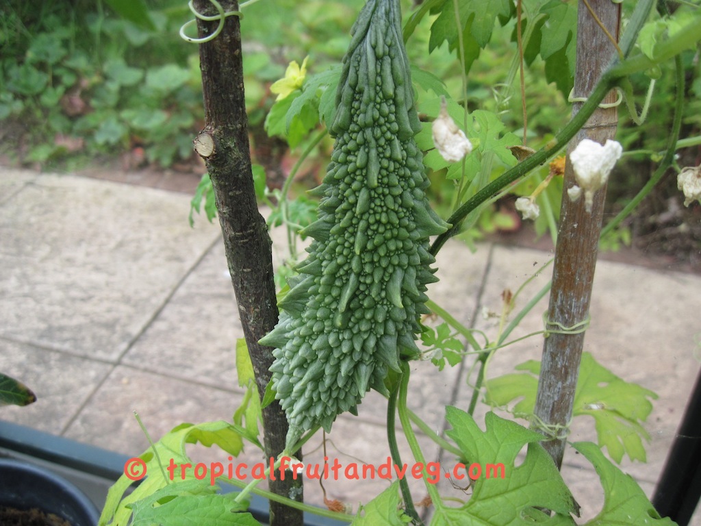 images/karela4.jpg