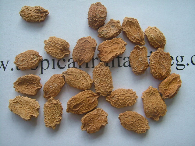 images/karelaseed.jpg