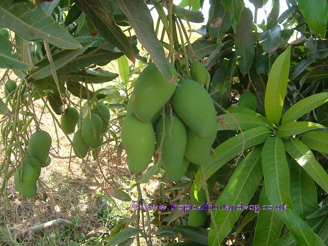 images/kesar2.jpg