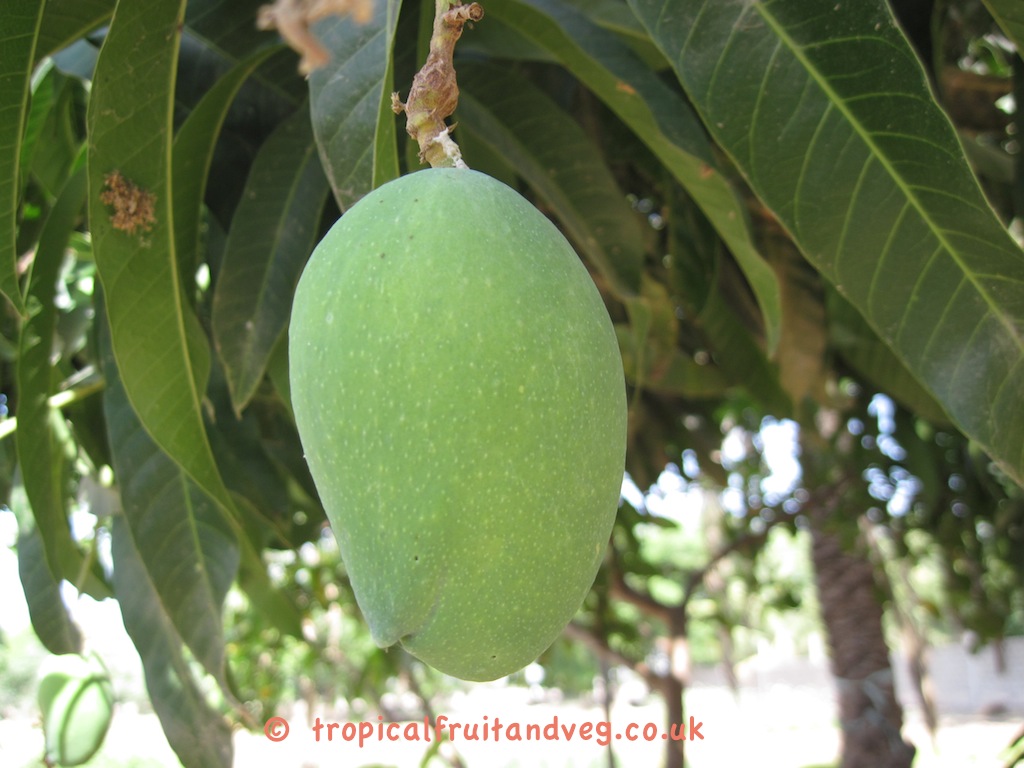 images/kesar3.jpg