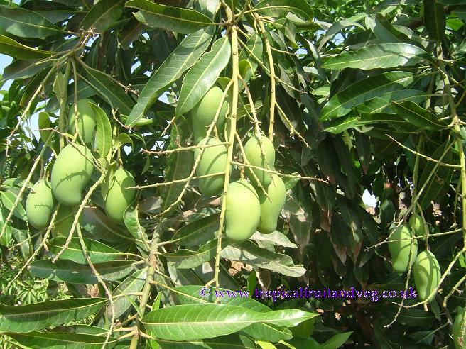 images/kesartree.jpg