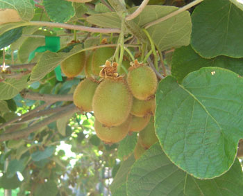 images/kiwi3.jpg