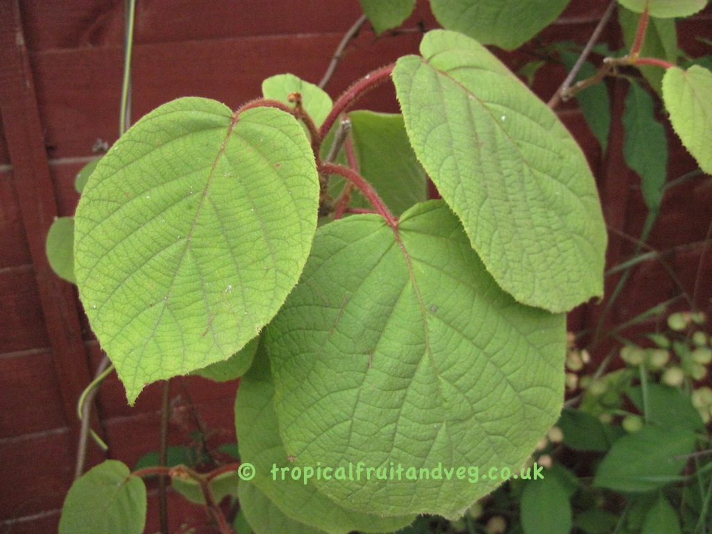 images/kiwileaves.jpg