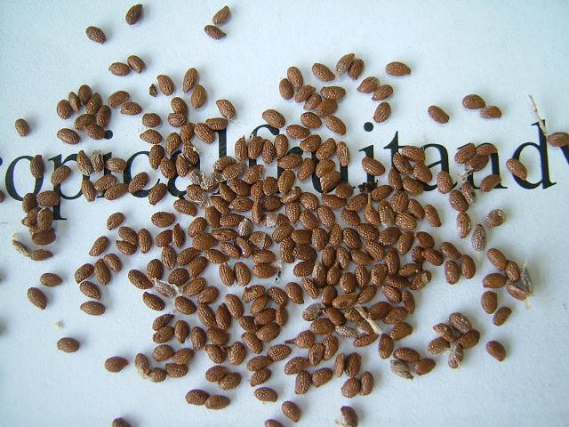 images/kiwiseed.jpg