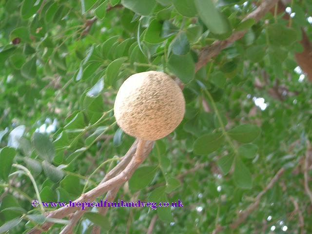 Wood Apple