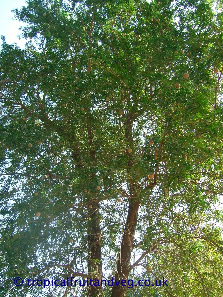 images/kohttree.jpg