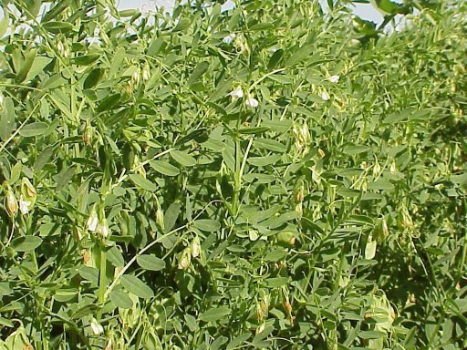 images/lentil.jpg