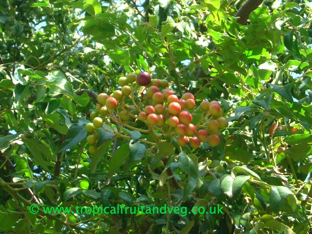 images/limbdaseeds.jpg