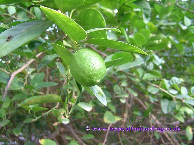 images/lime.jpg