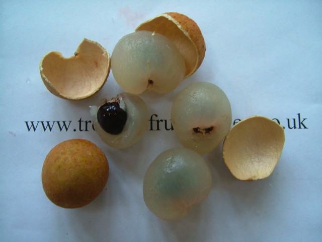 images/longanfruit2.jpg