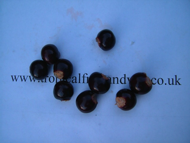 images/longanseed.jpg