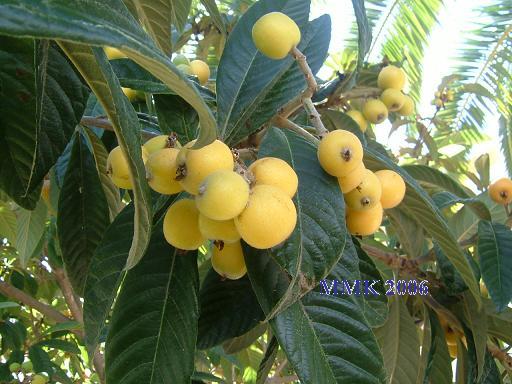 Loquat image