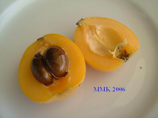 images/loquatseed.jpg