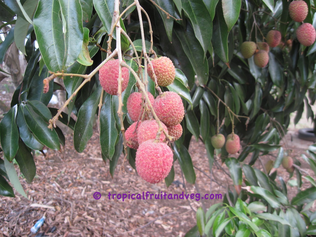 images/lychee1.jpg