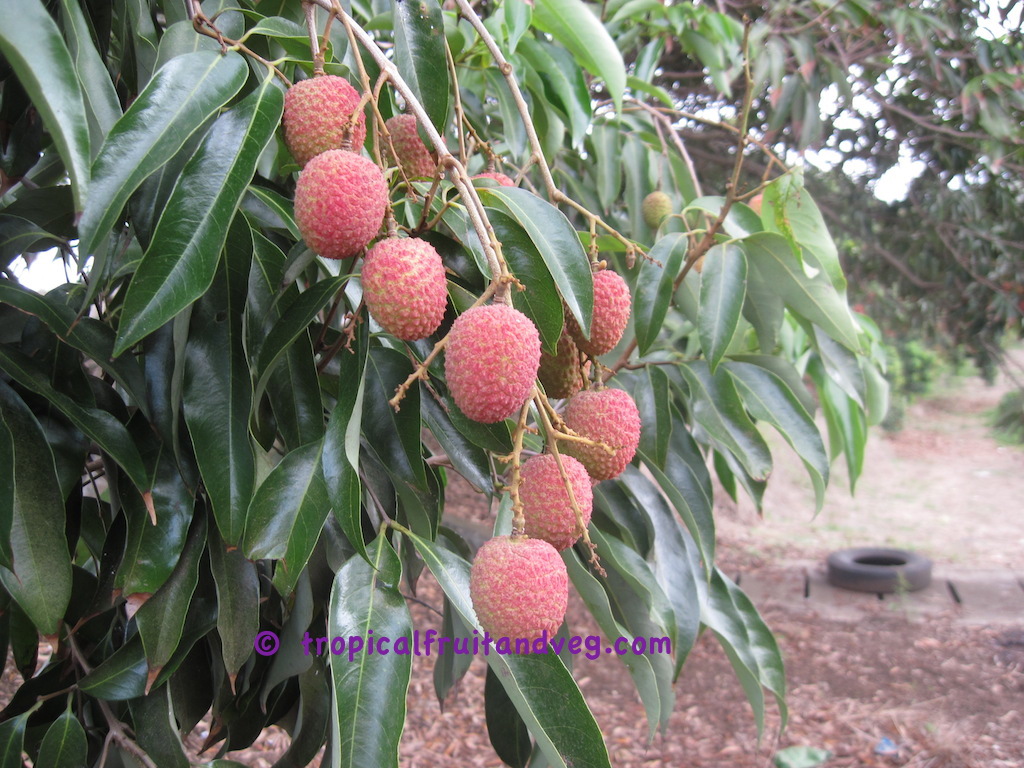 images/lychee2.jpg