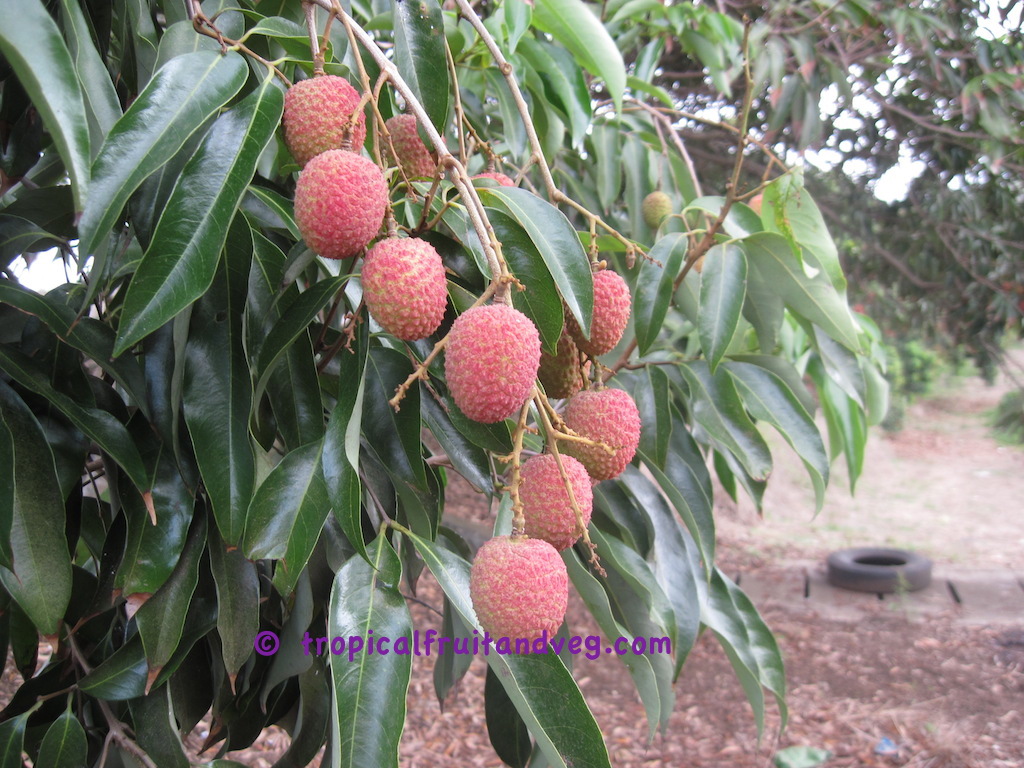 Lychee image