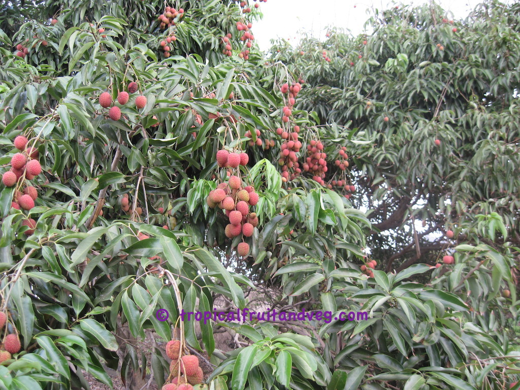 images/lychee3.jpg
