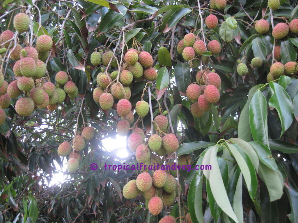 images/lychee4.jpg