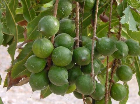 images/macadamia.jpg