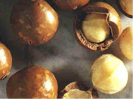 images/macadamiaseed.jpg