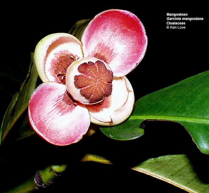 images/mangosteenflr.jpg