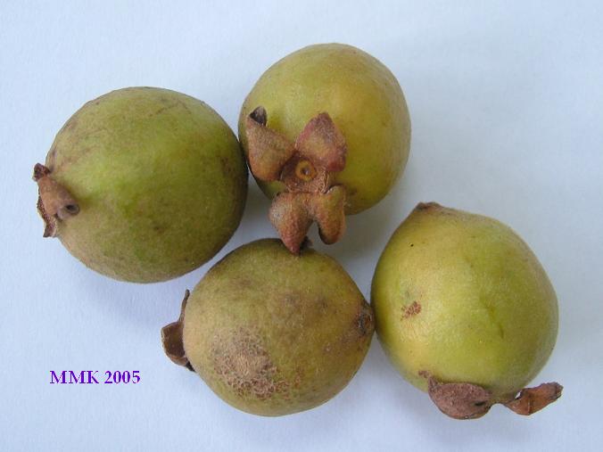 images/mguava.jpg