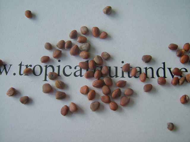 images/mooliseed.jpg